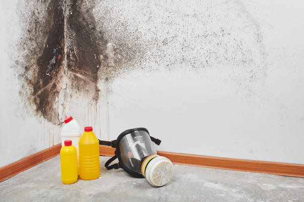 Best Mold Damage Repair  in Bellevue, WI