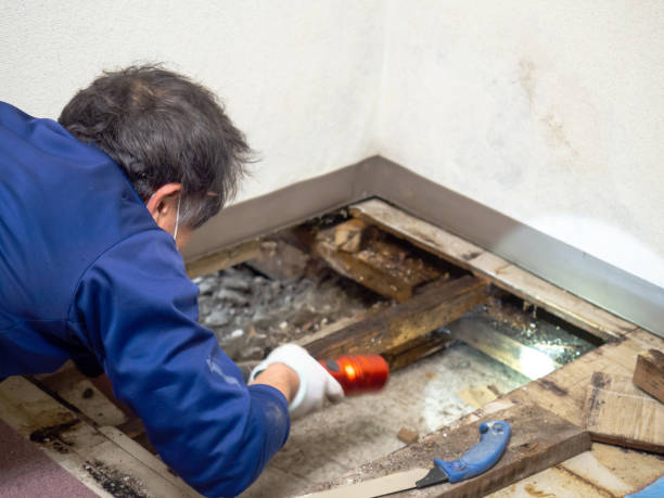 Best Fast Mold Removal  in Bellevue, WI