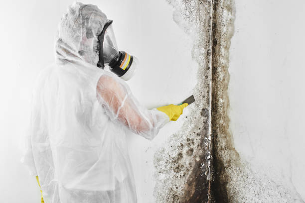 Mold Removal Process in Bellevue, WI