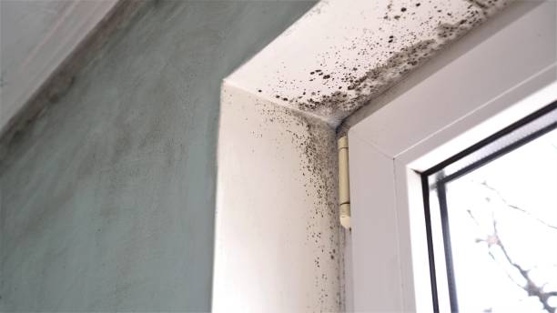 Best Commercial Mold Removal  in Bellevue, WI