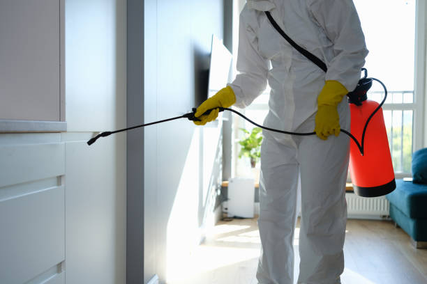Attic Mold Removal in Bellevue, WI