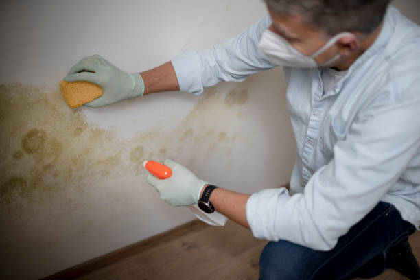 Best Certified Mold Removal  in Bellevue, WI