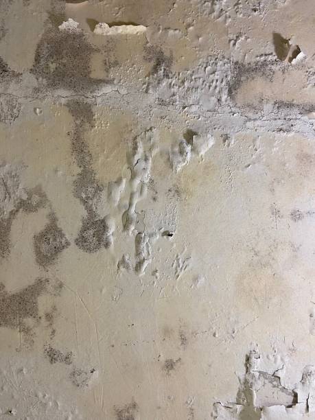 Best Toxic Mold Removal  in Bellevue, WI