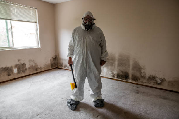Best Mold Remediation Services  in Bellevue, WI