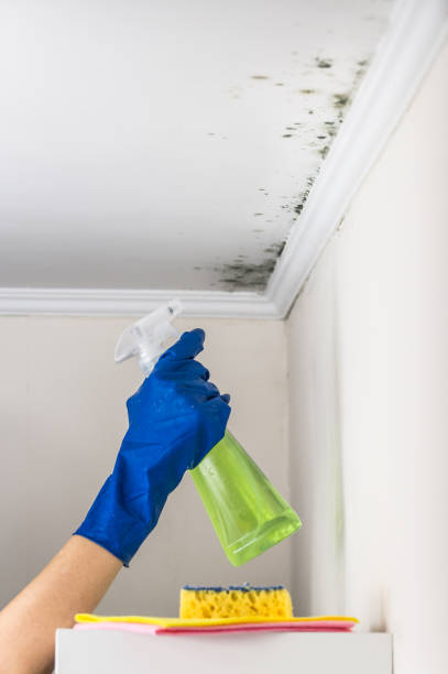 Best Mold Removal Company Near Me  in Bellevue, WI